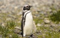 Penguin Magellan Royalty Free Stock Photo
