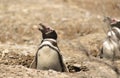 Penguin Magellan Royalty Free Stock Photo