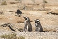 Penguin Magellan Royalty Free Stock Photo