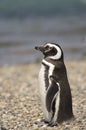 Penguin Magellan Royalty Free Stock Photo