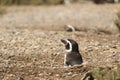 Penguin Magellan Royalty Free Stock Photo