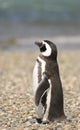 Penguin Magellan Royalty Free Stock Photo