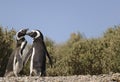 Penguin Magellan