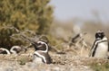 Penguin Magellan Royalty Free Stock Photo