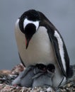 Penguin mam with two chicks