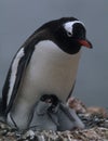 Penguin mam with two chicks