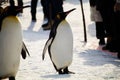 Penguin march at Asahiyama Zoo, Hokkaido