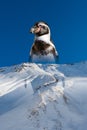 A penguin merge with snowy mountain