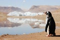 penguin with a mirage of icebergs in the desert background