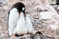 Gentoo penguin - Pygoscelis papua -  feeding one chick, penguine with two chicks feeding one. Penguin siblings want to get feeded. Royalty Free Stock Photo