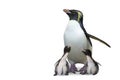 Penguin mother and twin babies Royalty Free Stock Photo