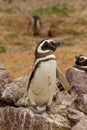 Adult Magellanic penguin near the nest