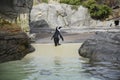 Penguin in an oceanarium on an artificial enclosure. A marine animal in captivity