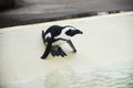 Penguin in an oceanarium on an artificial enclosure. A marine animal in captivity