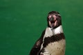 Penguin, open beak