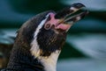 Penguin with open beak