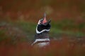 Penguin with open bill. Bird in the grass. Penguin in the red evening grass, Magellanic penguin, Spheniscus magellanicus. Black wh