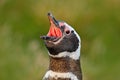 Penguin with open bill. Bird in the grass. Penguin in the red evening grass, Magellanic penguin, Spheniscus magellanicus. Black wh