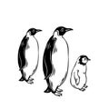 Penguin outline icons.