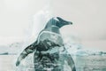 A penguin overlaid with an icy Antarctic landscape in a double exposure