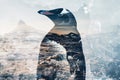 A penguin overlaid with an icy Antarctic landscape in a double exposure