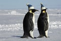Penguin pair with caps Royalty Free Stock Photo