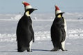 Penguin pair at Christmas day