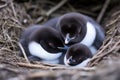 penguin pair huddling with their chick