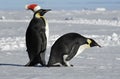 Penguin pair on Xmas Royalty Free Stock Photo