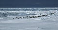 Penguin panorama Royalty Free Stock Photo