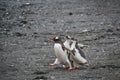 A Penguin Parade