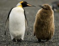 Penguin Parenting Royalty Free Stock Photo