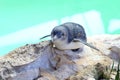 Little blue Penguin rocks, Western Australia Royalty Free Stock Photo