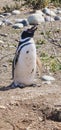 Penguin perched on the rocky terrain, gazing up