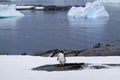 Penguin perched on a snowy shoreline with icebergs floating in the ocean in the background