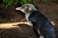 Penguin in Philip Island Australia Royalty Free Stock Photo