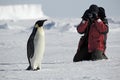 Penguin photos Royalty Free Stock Photo