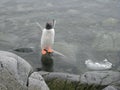 Penguin pool at Port Lockroy Royalty Free Stock Photo