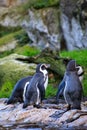 penguin portrait closeup in the nature