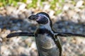 Penguin - Portrait - Humboldt penguin Spheniscus humboldti.Close up Royalty Free Stock Photo