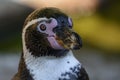 Penguin - Portrait - Humboldt penguin Spheniscus humboldti.Close up Royalty Free Stock Photo