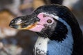 Penguin - Portrait - Humboldt penguin Spheniscus humboldti.Close up Royalty Free Stock Photo