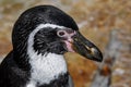 Penguin - Portrait - Humboldt penguin Spheniscus humboldti.Close up Royalty Free Stock Photo