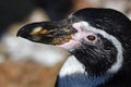 Penguin - Portrait - Humboldt penguin Spheniscus humboldti.Close up Royalty Free Stock Photo