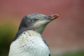 Penguin portrait - yellow eyed penguin Royalty Free Stock Photo