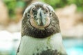 A penguin poses for the camera in Tenerife, Spain Royalty Free Stock Photo