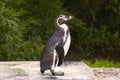 Penguin posing on green background Royalty Free Stock Photo