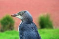 Penguin in profile Royalty Free Stock Photo