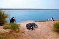 Penguin at Punta Delgada in PenÃÂ­nsula ValdÃÂ©s