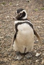 Penguin at Punta Tombo, Argentina